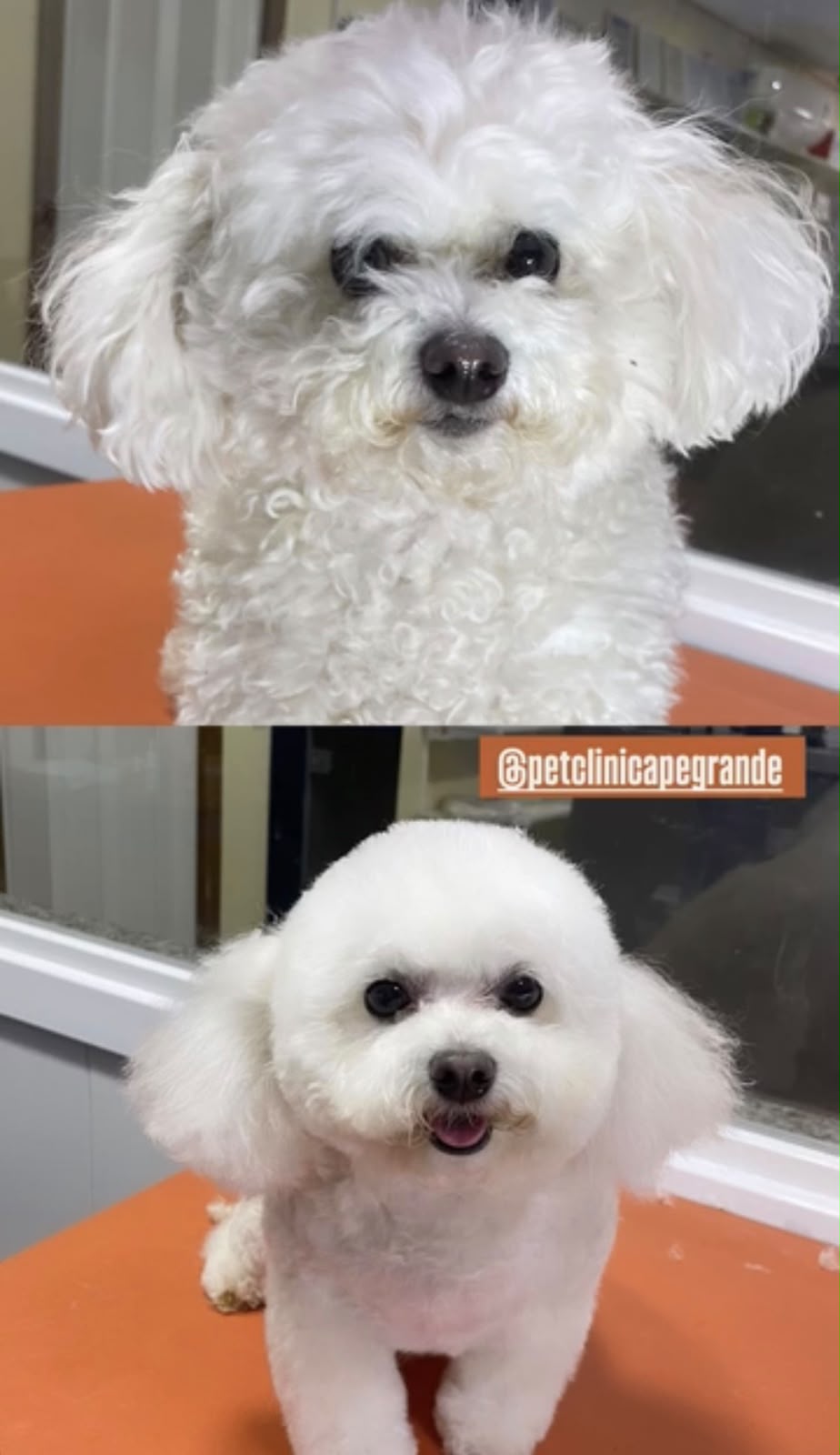 Antes e depois de banho e tosa em pet branco