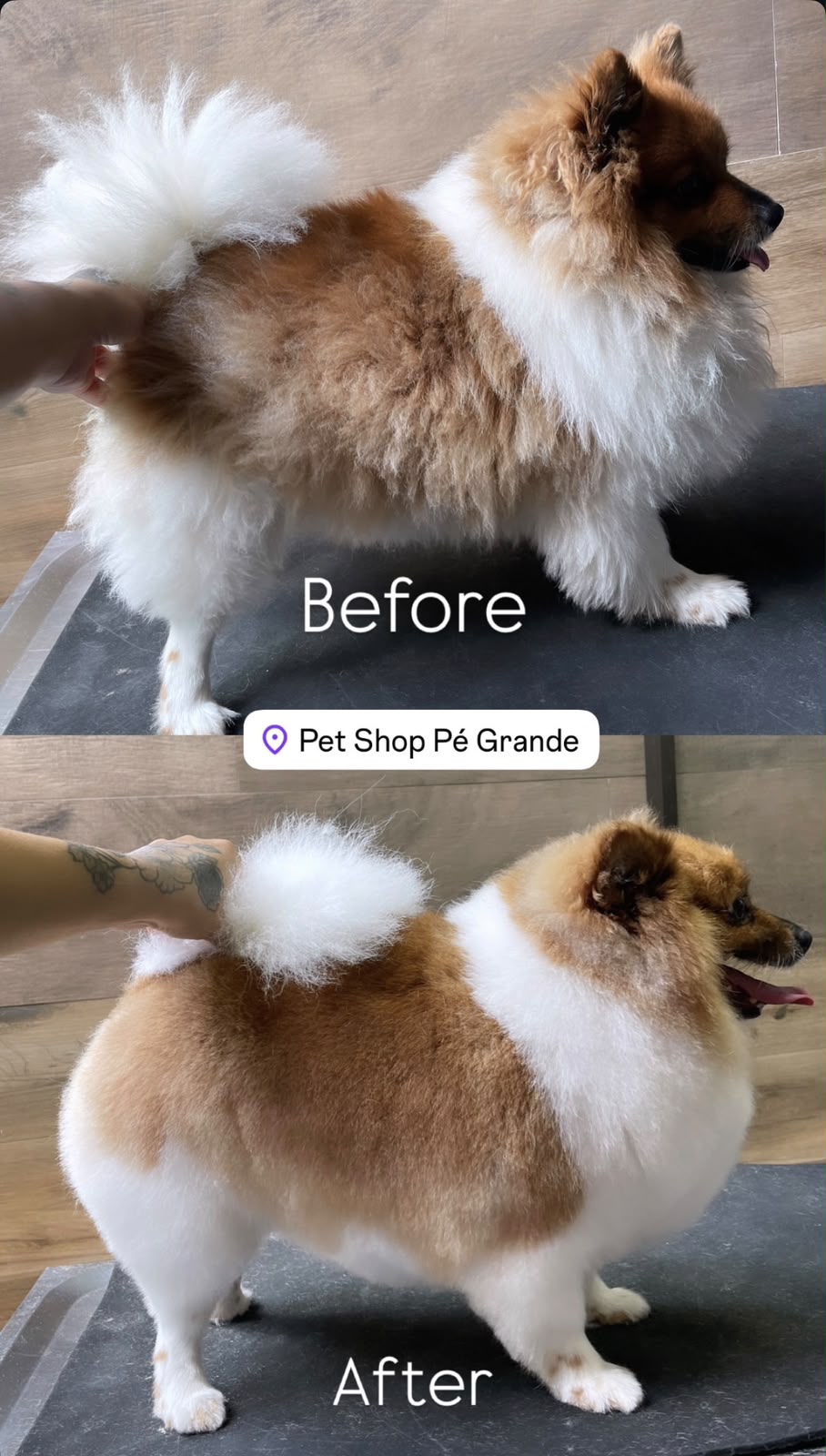Antes e depois de tosa em pet de costas