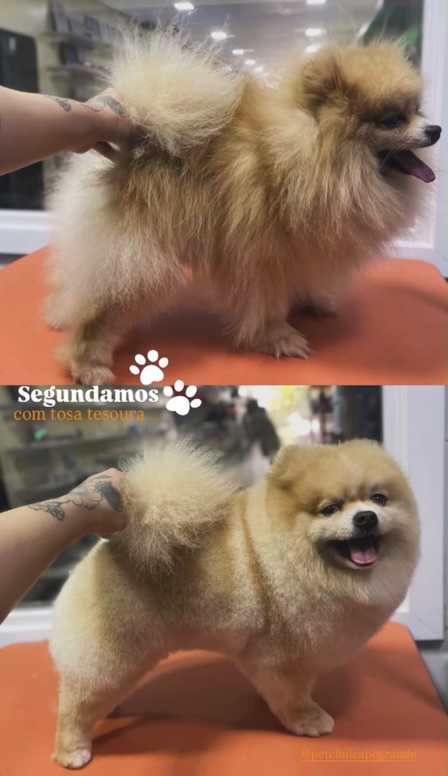 Antes e depois de tosa em pomerânia
