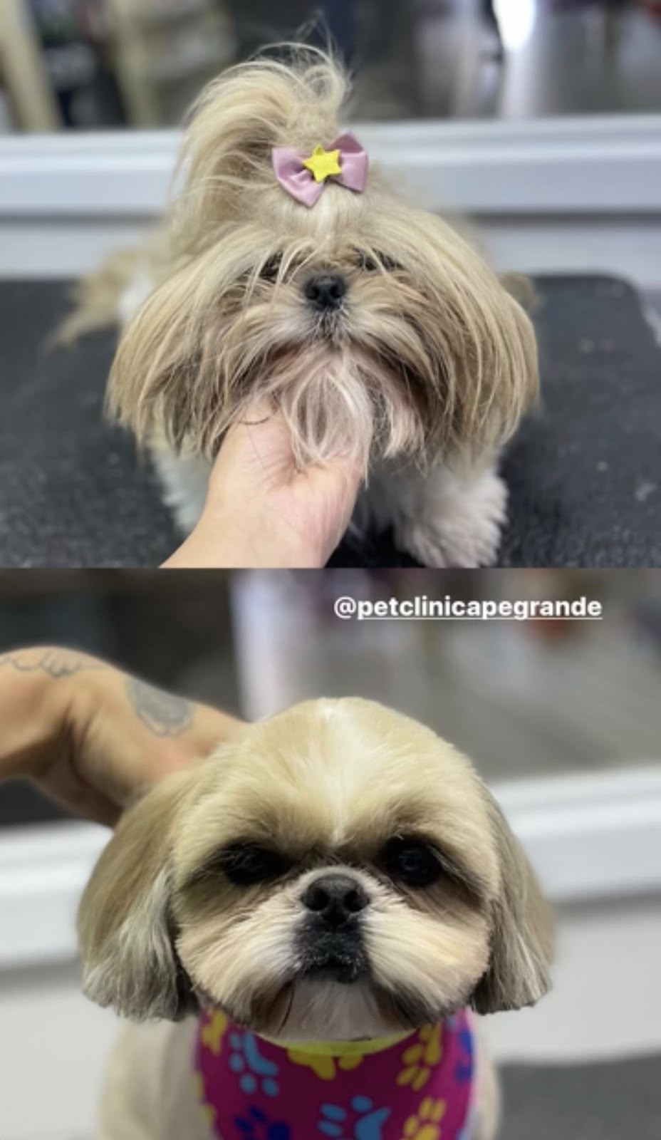 Antes e depois de banho e tosa com laço