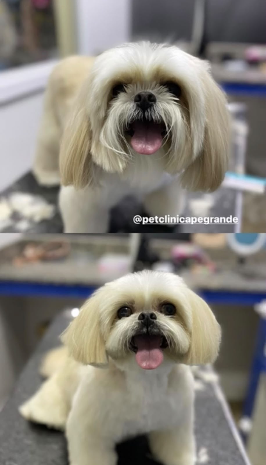 Antes e depois em shih-tzu