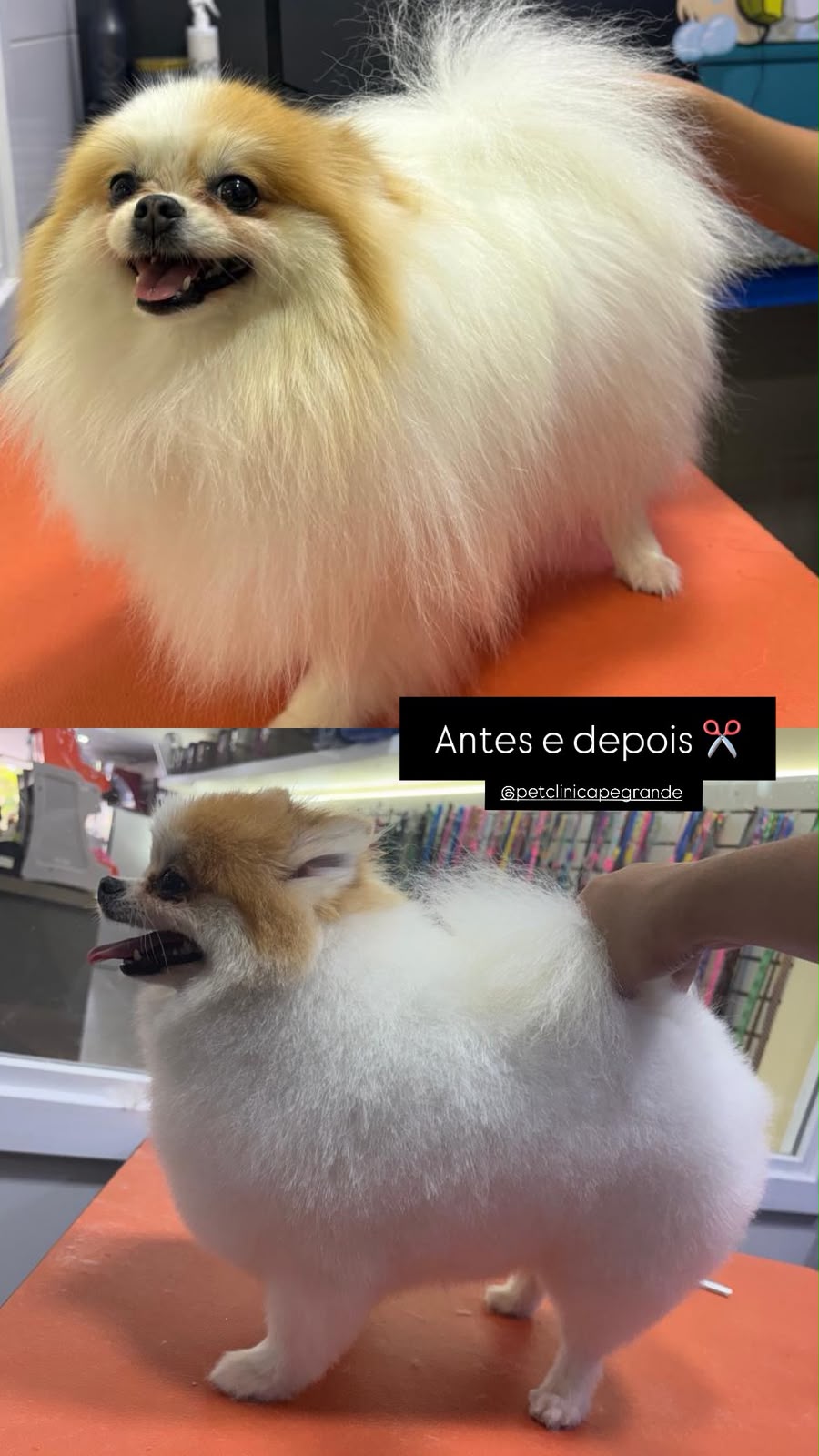 Antes e depois em spitz