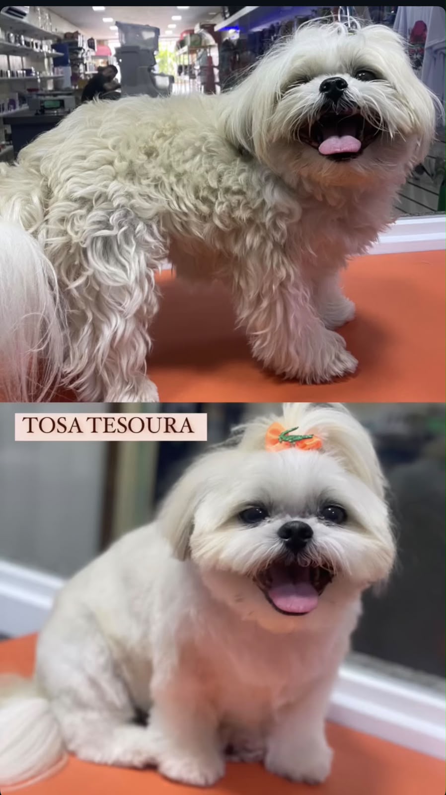 Antes e depois de tosa na tesoura