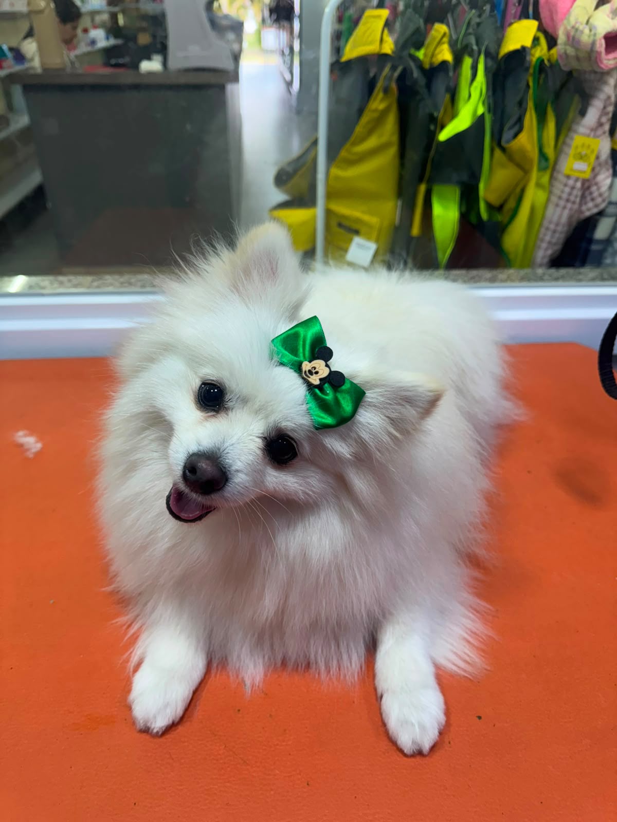 Pet finalizado com laço verde