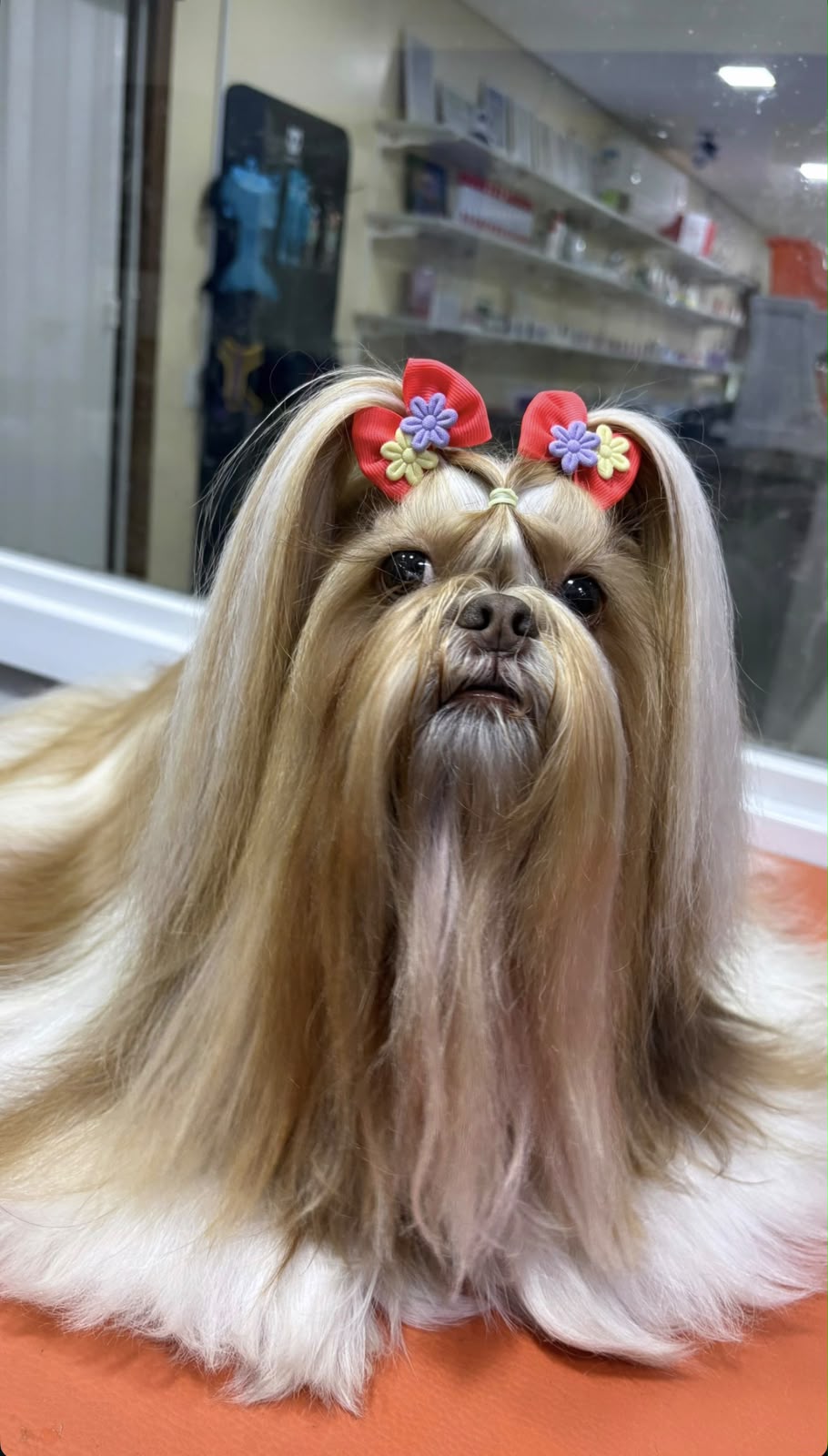 Pet com tosa e laços