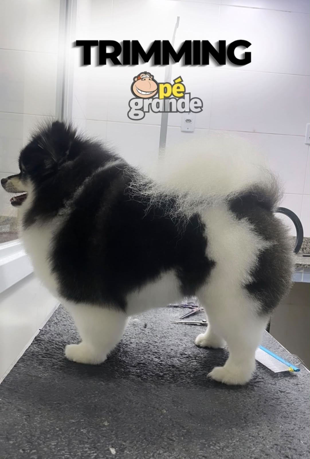 Trimming em spitz preto e branco